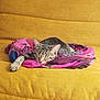 cat, tabby, sleeping, scarf, pink, yellow_couch, indoor, cozy, relaxed, pet, feline, stretching_paw, fur, resting, domestic_animal, cute, comfortable, household, soft_texture, nap