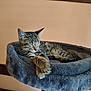 cat, kitten, sleeping, tabby, pet, indoor, cozy, feline, fur, paws, cat_tree, resting, animal, cute, domestic, soft, relaxed, home, comfort, nap