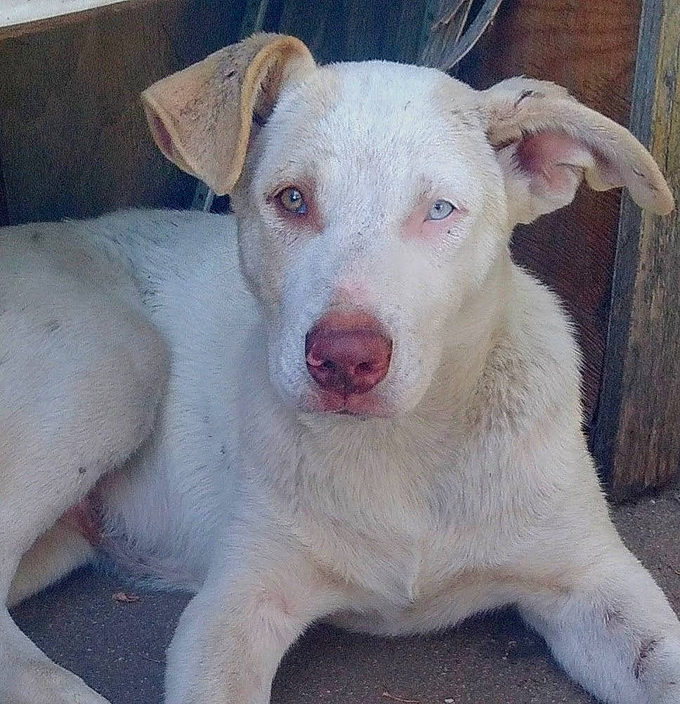 Boy is registered to the contest to win money with this photo: canidae, carnivore, companion_dog, dog, dog_breed, fawn, non_sporting_group, paw, puppy, snout, sporting_group, street_dog, tail, terrestrial_animal, whiskers, working_animal