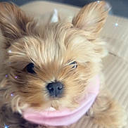 Nylia joined the competition — help win amazing prizes! dog, puppy, small_dog, close_up, fur, nose, eyes, ears, pink_clothing, bandana, sparkles, cute, pet, portrait, indoors, blanket, paw, domestic_animal, soft_focus, brown_fur