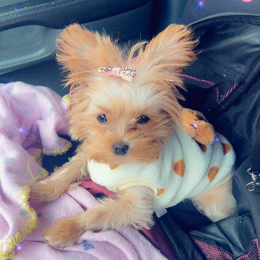 Nylia joined the competition — help win amazing prizes! adorable, animal, blanket, bow, car_interior, clothing, companion, cozy, cute, dog, fur, heart_pattern, pet, pink, puppy, relaxed, seat, small_dog, soft_texture, white