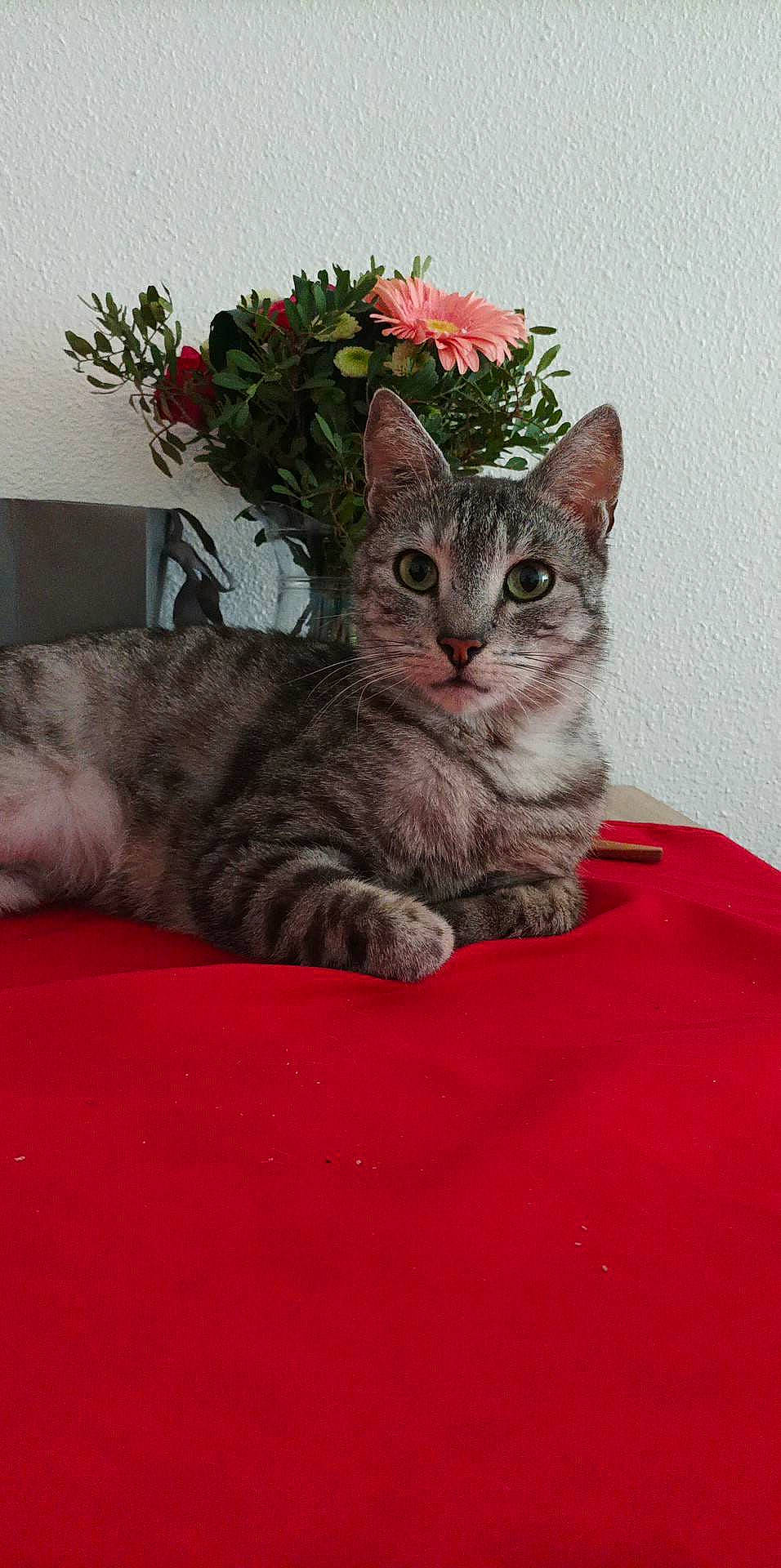 Mowgli a rejoint le concours — aidez-le/la à gagner de superbes lots ! carnivore, cat, comfort, domestic_short_haired_cat, felidae, flower, flowerpot, fur, grey, herbaceous_plant, houseplant, paw, plant, sitting, small_to_medium_sized_cats, snout, tail, terrestrial_animal, whiskers, window