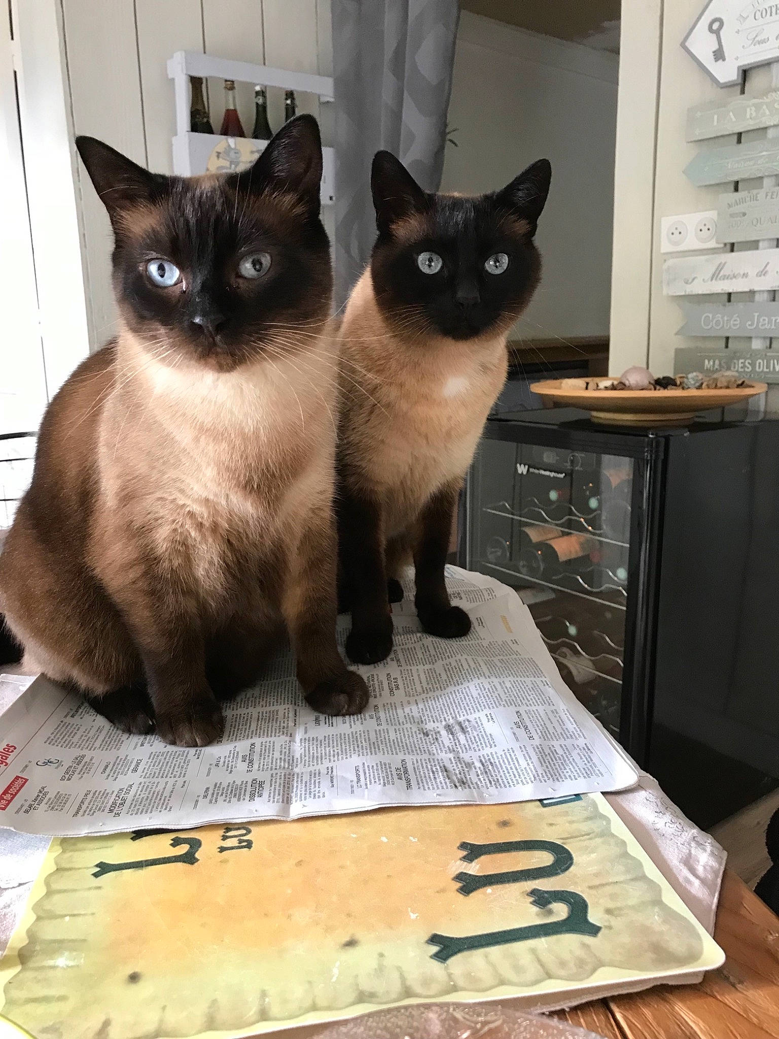 Gulli participe au concours pour gagner de l'argent avec cette photo : asian, birman, black_cat, burmese, carnivore, cat, domestic_short_haired_cat, fawn, felidae, himalayan, korat, mammal, siamese, small_to_medium_sized_cats, thai, tonkinese, vertebrate, whiskers