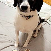 Milo is registered to the contest to win money with this photo: dog, black_and_white, bed, bone_treat, best_friend, collar, pet, indoor, furniture, wooden_dresser, blanket, looking_up, animal, cute, companion, canine, domestic, friendly, sitting, household