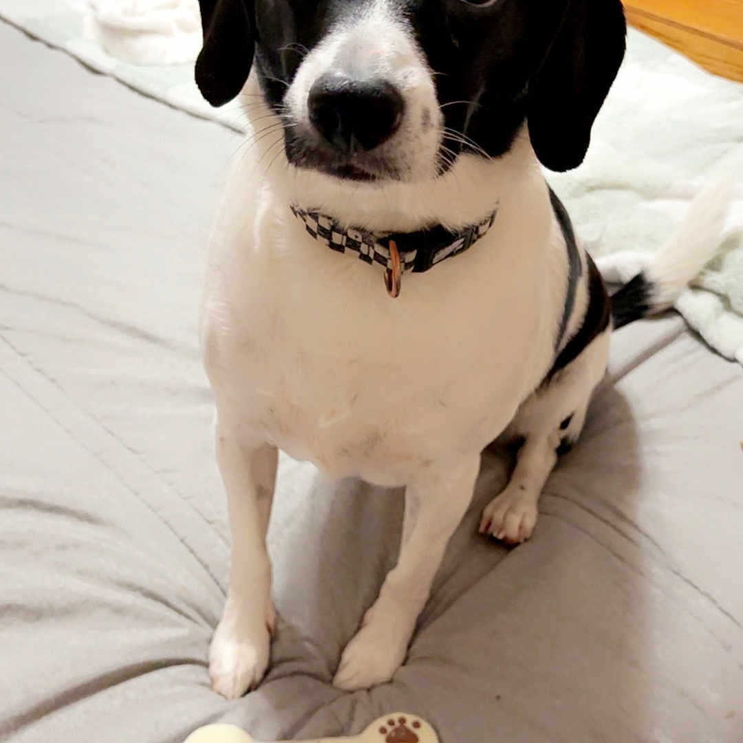 Milo is registered to the contest to win money with this photo: animal, bed, best_friend, black_and_white, blanket, bone_treat, canine, collar, companion, cute, dog, domestic, friendly, furniture, household, indoor, looking_up, pet, sitting, wooden_dresser