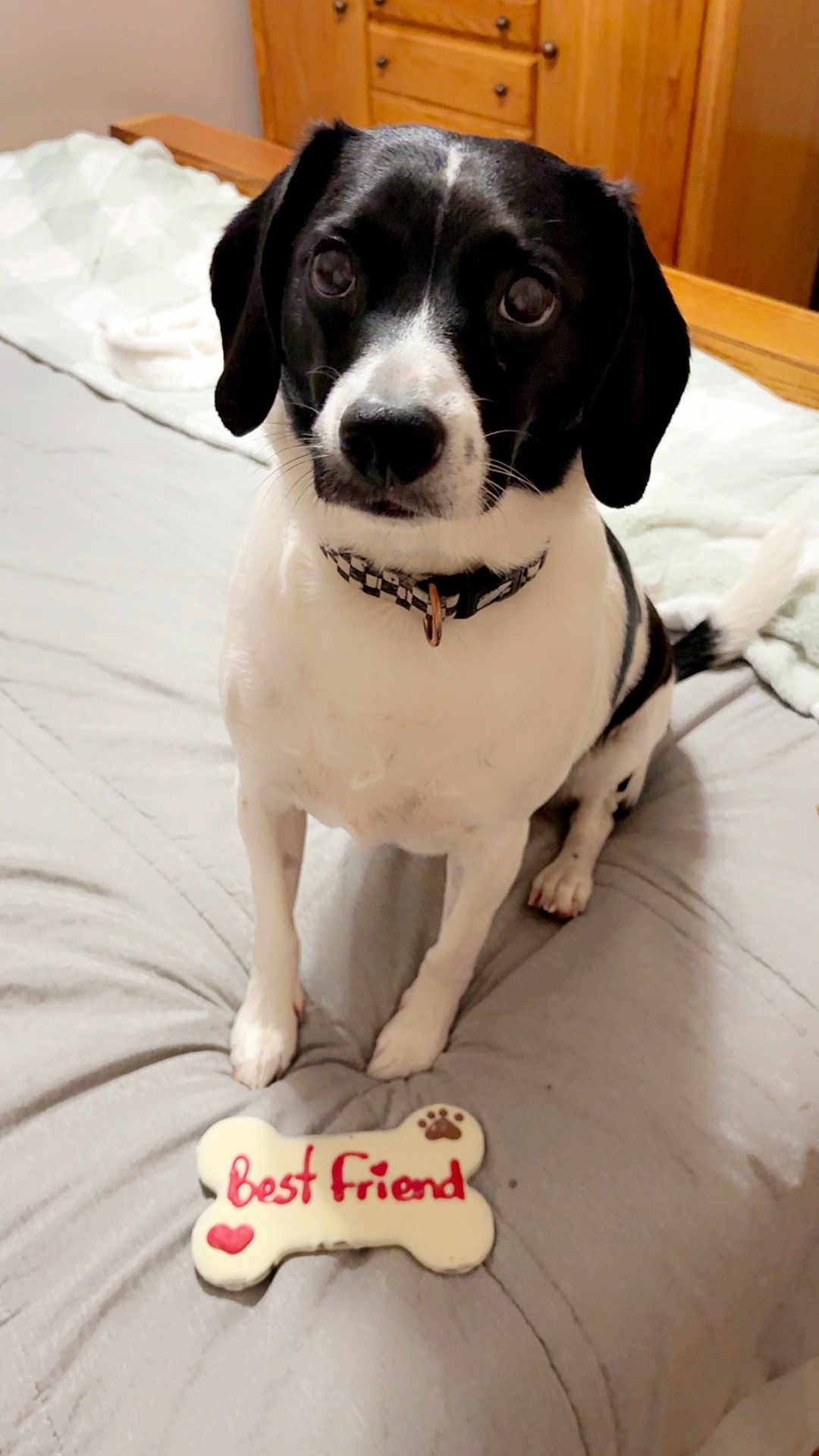 Milo is registered to the contest to win money with this photo: dog, black_and_white, bed, bone_treat, best_friend, collar, pet, indoor, furniture, wooden_dresser, blanket, looking_up, animal, cute, companion, canine, domestic, friendly, sitting, household