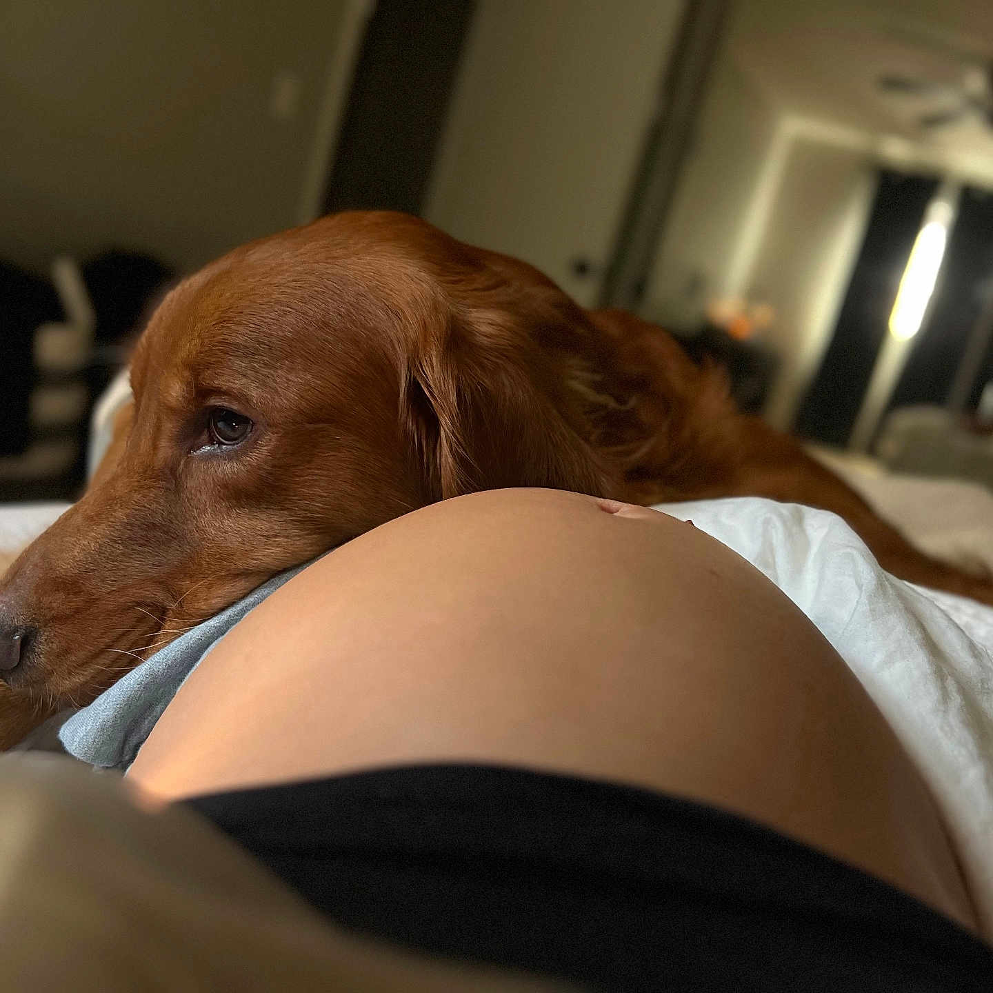 Milo joined the competition — help win amazing prizes! animal, back, bed, bedroom, blanket, bodypart, canine, cockerspaniel, couch, dog, furniture, goldenretriever, hound, indoors, labradorretriever, person, pet, puppy, room, sleeping
