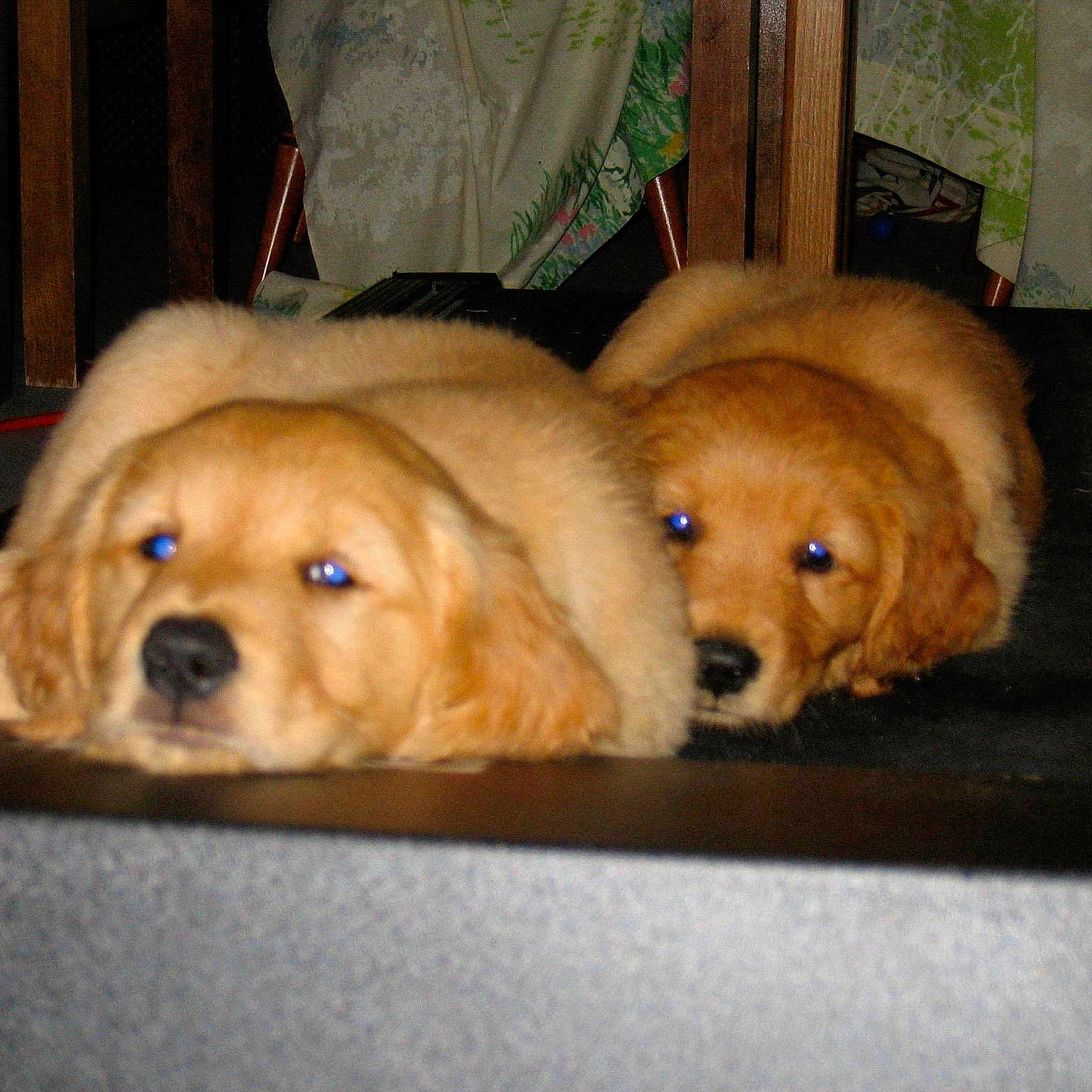 Amber &amp; Ginger-sister'S.!