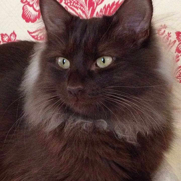 Nyala joined the competition — help win amazing prizes!