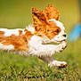 dog, puppy, running, jumping, grass, outdoor, animal, pet, energetic, brown_and_white, fur, ears, nature, playful, motion, daylight, canine, active, cute, young