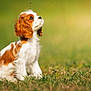 puppy, dog, cavalier_king_charles_spaniel, grass, outdoor, pet, animal, brown, white, fur, cute, young, sitting, nature, blurred_background, portrait, daylight, ears, expression, looking_up