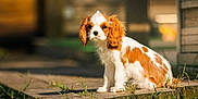 Appy a rejoint le concours — aidez-le/la à gagner de superbes lots ! dog, puppy, cavalier_king_charles_spaniel, outdoor, grass, wooden_plank, sunlight, brown_and_white, pet, animal, cute, sitting, fur, ears, young_dog, nature, daylight, portrait, small_dog, canine