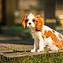 dog, puppy, cavalier_king_charles_spaniel, outdoor, grass, wooden_plank, sunlight, brown_and_white, pet, animal, cute, sitting, fur, ears, young_dog, nature, daylight, portrait, small_dog, canine