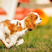 Appy a rejoint le concours — aidez-le/la à gagner de superbes lots ! puppy, dog, running, grass, outdoor, brown_and_white, playing, young_dog, pet, animal, cute, motion, grass_field, daylight, blurred_background, fur, ears, tail, small_dog, active