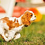puppy, dog, running, grass, outdoor, brown_and_white, playing, young_dog, pet, animal, cute, motion, grass_field, daylight, blurred_background, fur, ears, tail, small_dog, active