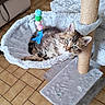 kitten, cat, cat_tree, hammock, toy, pom_poms, curious, fluffy, indoor, pet, feline, fur, ears, whiskers, relaxed, floor, tile, home, animal, cute