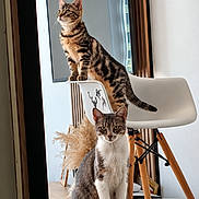 Pikachu a rejoint le concours — aidez-le/la à gagner de superbes lots ! brown_cat, cats, chair, curious, furniture, gray_cat, home, indoor, pet, portrait, sitting, standing, striped_fur, tabby_cat, table, two_cats, whiskers, white_chest, window, wood