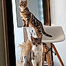 brown_cat, cats, chair, curious, furniture, gray_cat, home, indoor, pet, portrait, sitting, standing, striped_fur, tabby_cat, table, two_cats, whiskers, white_chest, window, wood