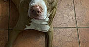 Mason Jar is registered to the contest to win money with this photo: dog, brown_and_white, pet, animal, portrait, close_up, looking_up, eyes, snout, paws, short_hair, indoor, tiled_floor, mat, shoes, sneakers, overhead_view, white_markings, furry, companion