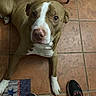 dog, brown_and_white, pet, animal, portrait, close_up, looking_up, eyes, snout, paws, short_hair, indoor, tiled_floor, mat, shoes, sneakers, overhead_view, white_markings, furry, companion