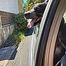 blue_sky, car, car_window, close_up, daytime, dog, driveway, fence, happy, house, outdoor, panting, pet, plants, street, sunlight, tongue, trees, vehicle, wall