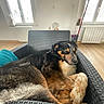Rossy participe au concours pour gagner de l'argent avec cette photo : animal, black_and_tan, chair, cozy, curled_up, dog, dogs, fluffy, fur, indoor, living_room, nap, pet, radiator, resting, sleeping, sleepy, windows, wooden_floor, woven_chair