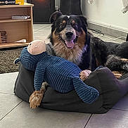 Rossy participe au concours pour gagner de l'argent avec cette photo : black_and_tan, blue_sweater, cozy, curtains, dog, dog_bed, floppy_ears, happy, indoor, living_room, lying_down, open_mouth, panting, pet, portrait, sitting, stuffed_animal, tile_floor, tricolor, white_markings