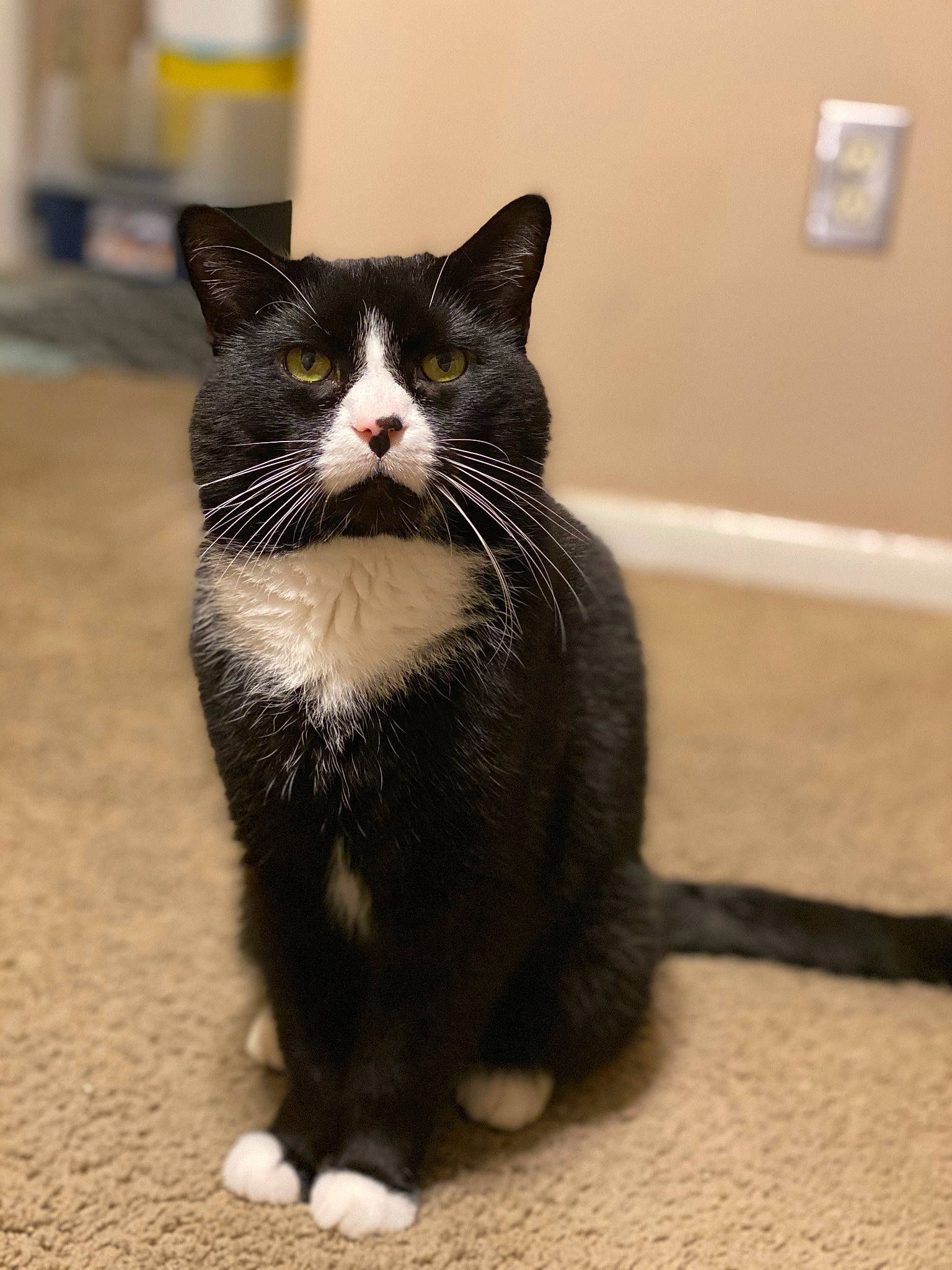 Berry joined the competition — help win amazing prizes! american_wirehair, asian, black_cat, carnivore, cat, claw, domestic_short_haired_cat, european_shorthair, eye, felidae, fur, kitten, mammal, paw, polydactyl_cat, small_to_medium_sized_cats, snout, tail, vertebrate, whiskers