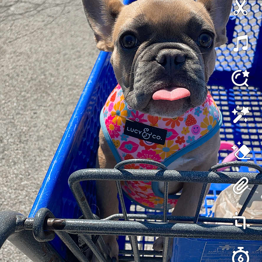 Chanel joined the competition — help win amazing prizes! animal, bodypart, bostonbull, boxer, bulldog, canine, dog, frenchbulldog, machine, mouth, person, pet, pitbull, pug, puppy, shoppingcart, terrier, text, tongue, wheel