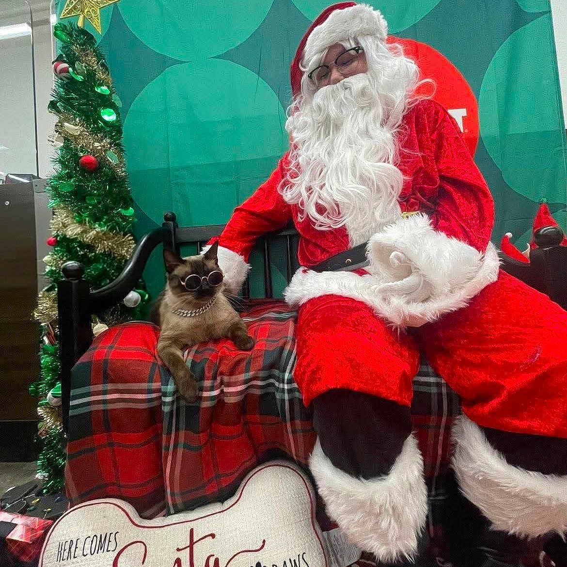 Nxy is registered to the contest to win money with this photo: bench, black_boots, cat, celebration, chain_necklace, christmas_tree, costume, decorations, festive, fur, glasses, holiday, indoor, paws, pet, plaid_blanket, red_costume, santa_claus, sign, white_beard