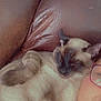 brown, cat, closeup, comfort, companion, couch, cozy, face, fur, glasses, indoor, leather, nap, person, pet, relaxation, resting, siamese_cat, sleeping, whiskers