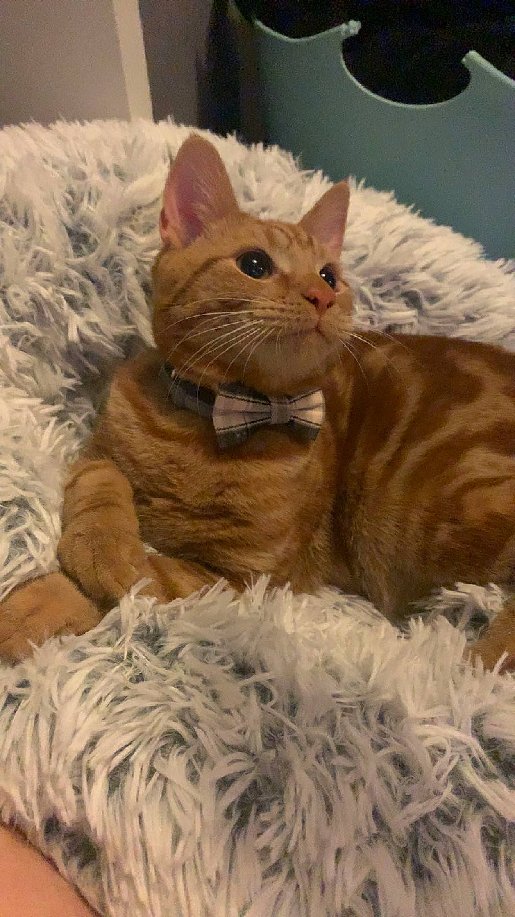 Fred joined the competition — help win amazing prizes! basket, carnivore, cat, cat_bed, claw, comfort, domestic_short_haired_cat, fawn, felidae, fur, linens, nap, paw, sleep, small_to_medium_sized_cats, snout, tail, thread, whiskers, wool