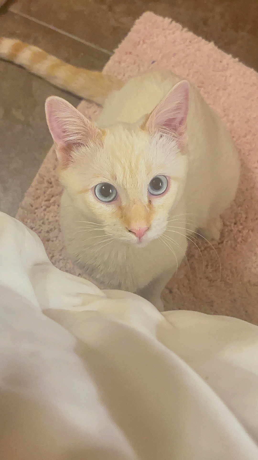 Priscilla joined the competition — help win amazing prizes! adorable, bath_mat, bedding, blue_eyes, carpet, cat, closeup, cream_fur, curious, domestic_cat, ears, feline, indoor, looking_up, pet, pink_nose, portrait, rug, whiskers, wide_eyed
