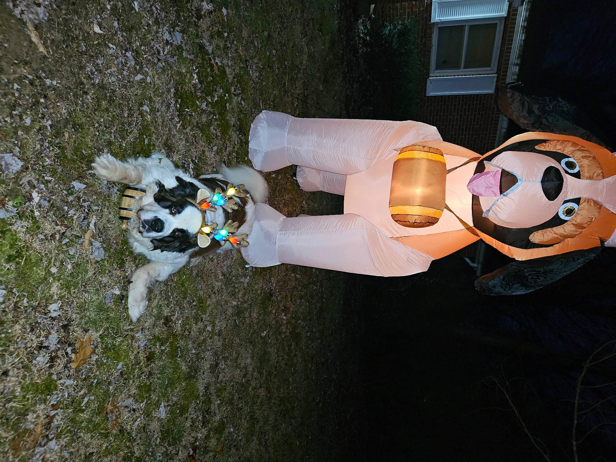 Winston is registered to the contest to win money with this photo: animation, carmine, companion_dog, costume, dog, dog_breed, dog_supply, fawn, fun, grass, happy, leash, plant, smile, tail, toy, window