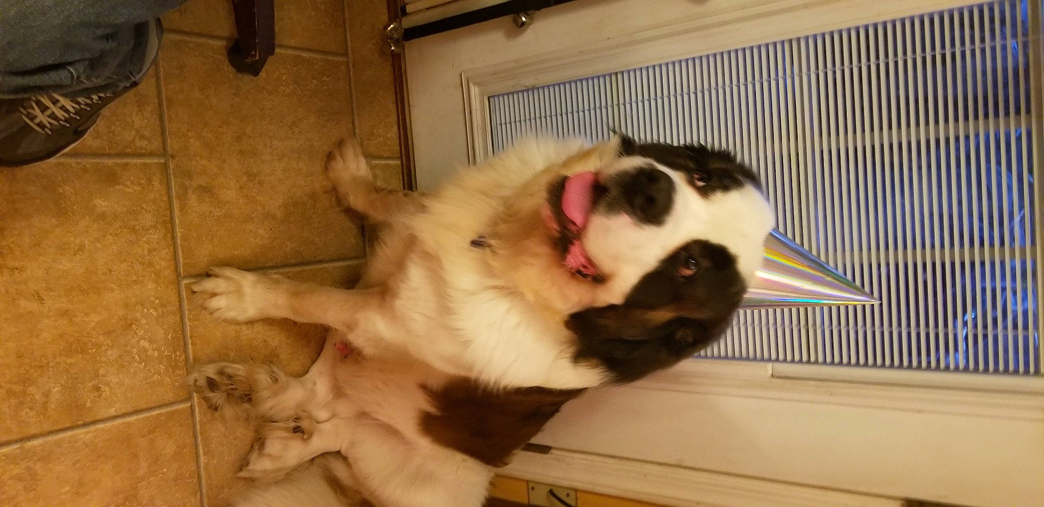 Winston joined the competition — help win amazing prizes! canidae, carnivore, cat, comfort, companion_dog, dog_breed, domestic_short_haired_cat, fawn, felidae, fur, hardwood, paw, pet_supply, small_to_medium_sized_cats, snout, sporting_group, tail, terrestrial_animal, whiskers, wood