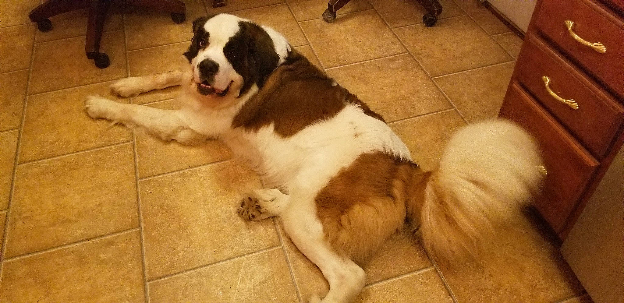 Winston joined the competition — help win amazing prizes! bored, canidae, carnivore, companion_dog, dog, dog_breed, door_mat, fawn, floor, flooring, fur, giant_dog_breed, hardwood, moscow_watchdog, paw, snout, st_bernard, tail, tile_flooring, working_animal