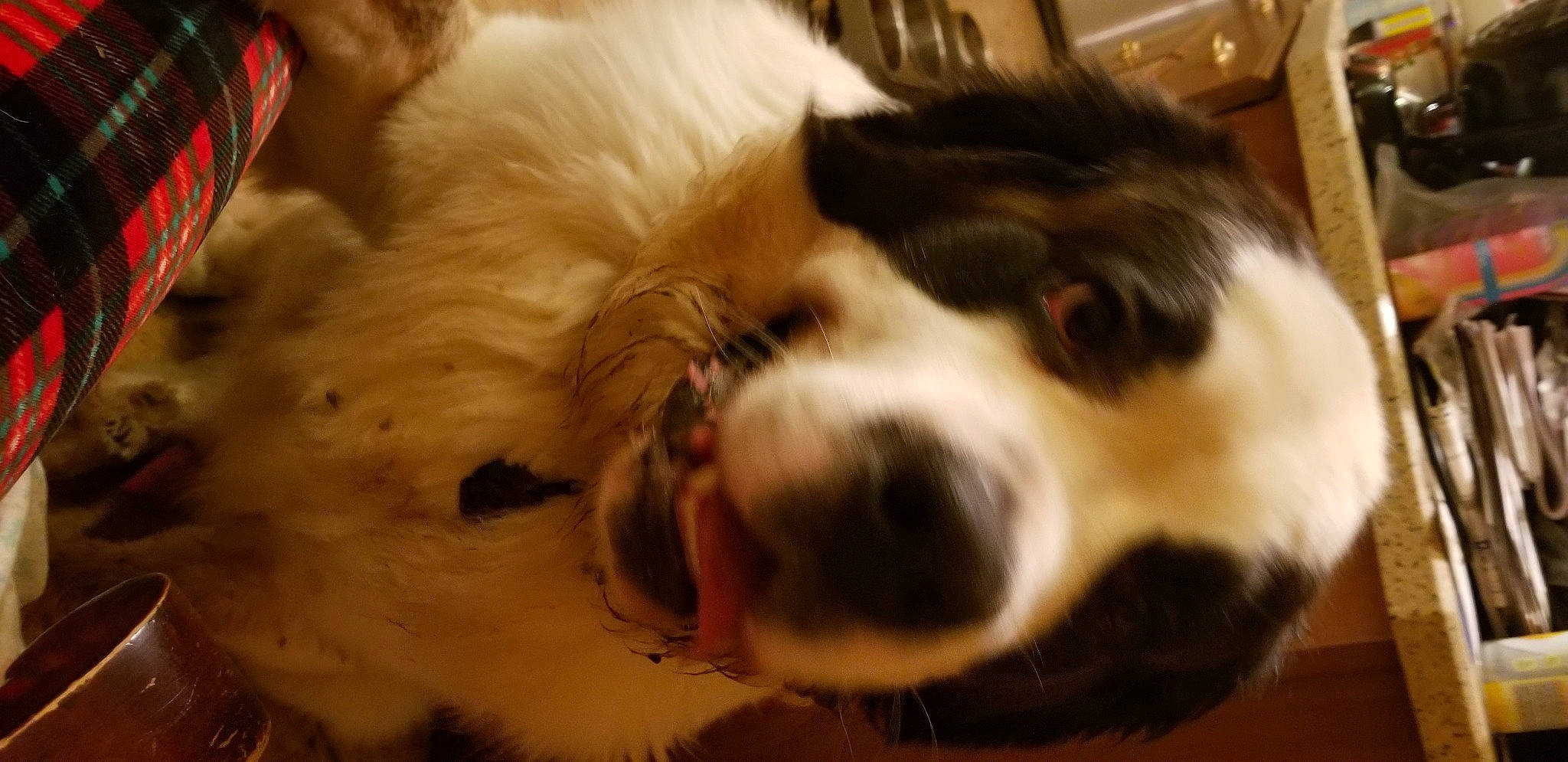 Winston is registered to the contest to win money with this photo: bernese_mountain_dog, bored, canidae, carnivore, companion_dog, dog, dog_breed, fur, giant_dog_breed, herding_dog, paw, spaniel, sporting_group, terrestrial_animal, texas_heeler, whiskers, working_animal, working_dog