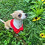 dog, small_dog, red_sweater, flower, yellow_flower, greenery, plants, grass, outdoor, nature, curious, sniffing, pet, canine, leaf, closeup, garden, animal, fur, cute