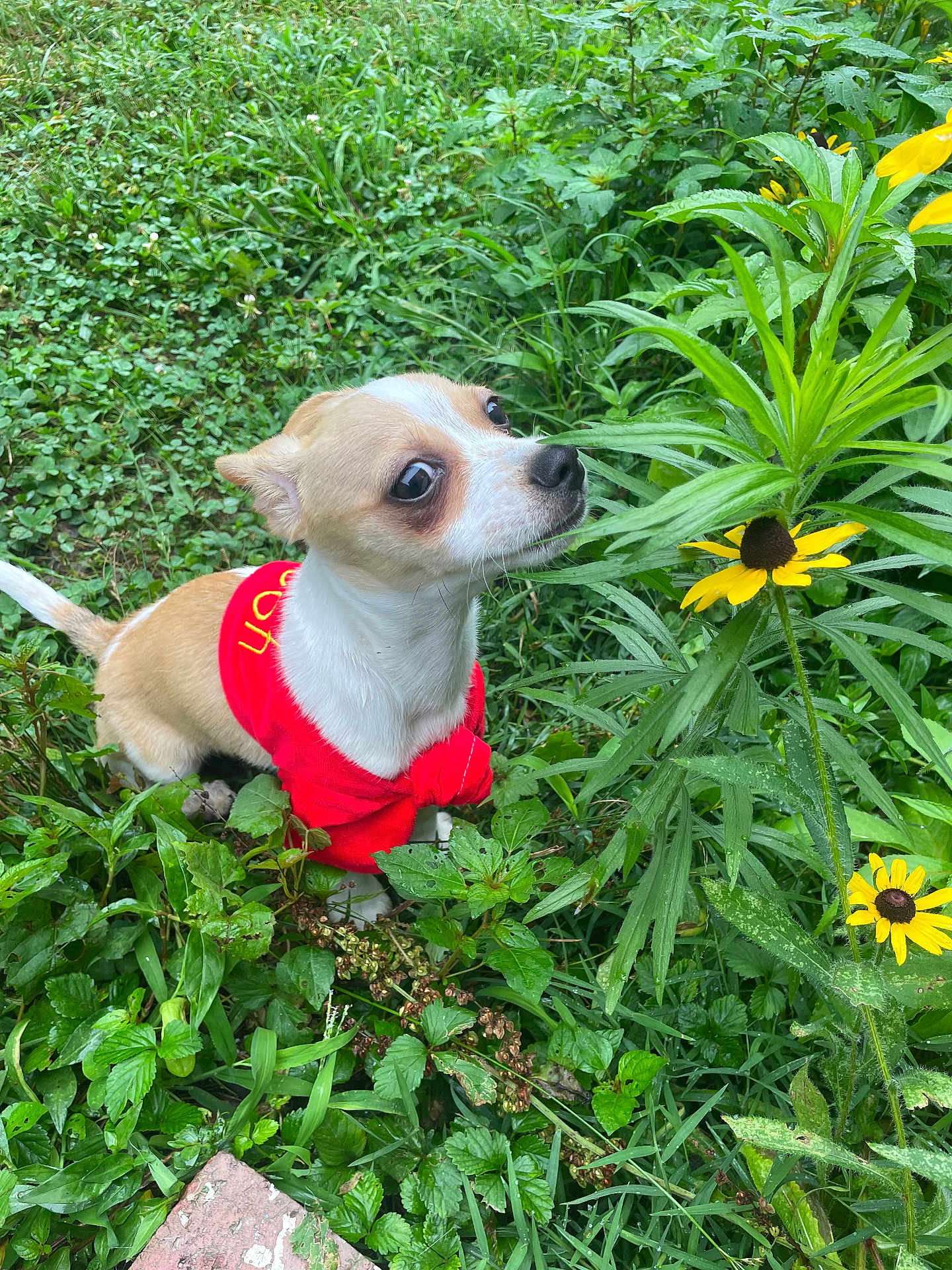 Pablo joined the competition — help win amazing prizes! dog, small_dog, red_sweater, flower, yellow_flower, greenery, plants, grass, outdoor, nature, curious, sniffing, pet, canine, leaf, closeup, garden, animal, fur, cute