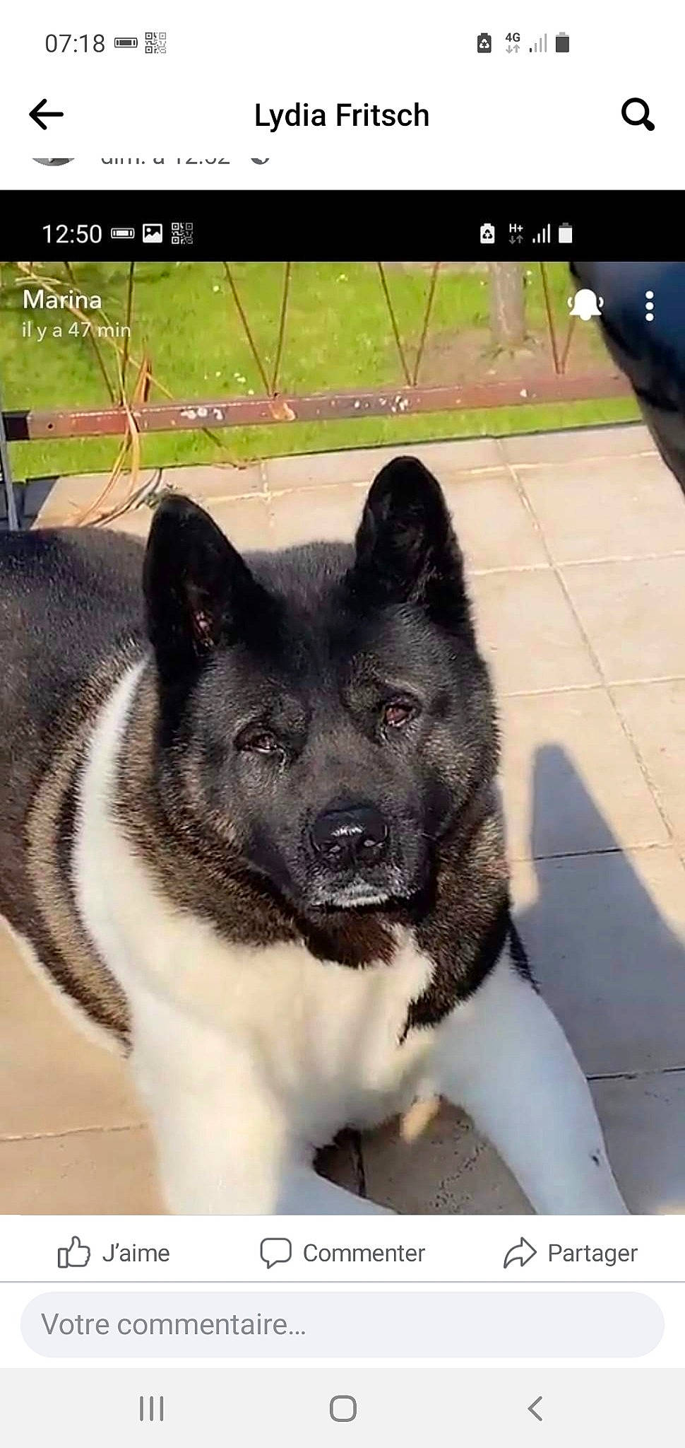 Mango participe au concours pour gagner de l'argent avec cette photo : ancient_dog_breeds, art, carnivore, companion_dog, dog, dog_breed, door, fur, photograph, plant, rectangle, screenshot, snapshot, snout, square, tail, whiskers, window, working_animal, working_dog