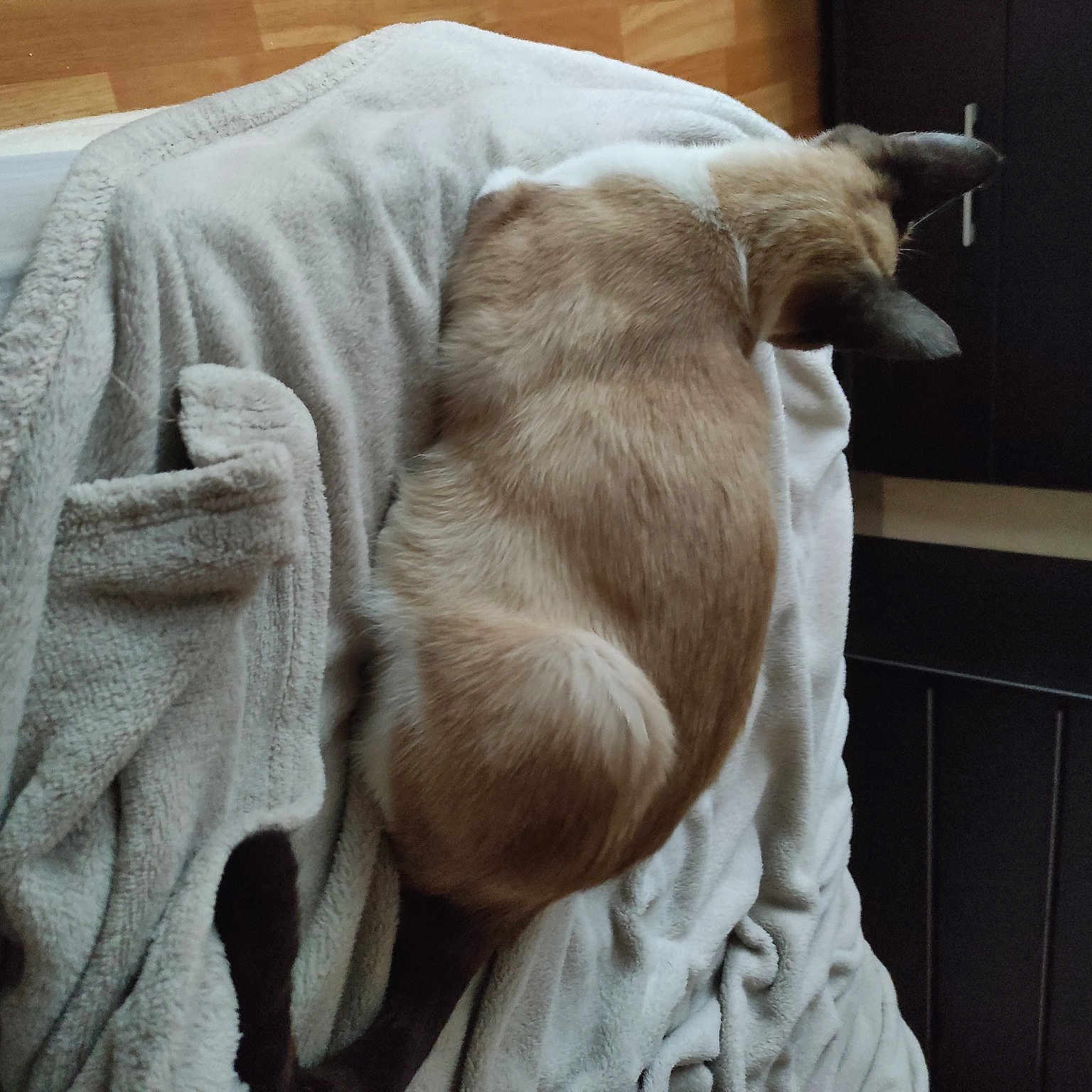 Princesse participe au concours pour gagner de l'argent avec cette photo : canidae, carnivore, collar, comfort, companion_dog, dog, dog_breed, fawn, felidae, fur, linens, liver, pet_supply, sleeve, snout, sporting_group, tail, whiskers, wood, working_animal