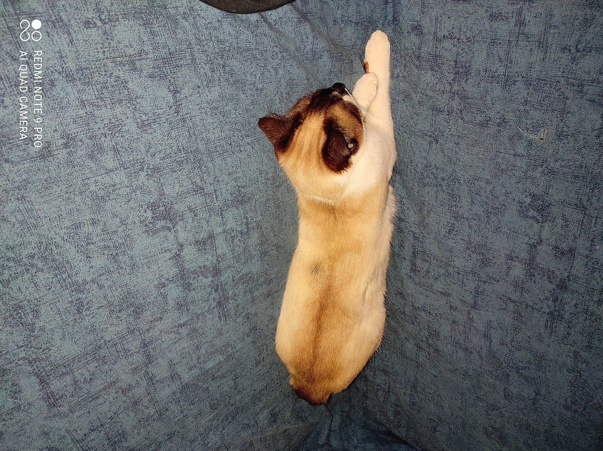 Princesse participe au concours pour gagner de l'argent avec cette photo : canidae, carnivore, cat, dog_breed, domestic_short_haired_cat, fawn, felidae, flooring, foot, fur, grey, human_leg, paw, small_to_medium_sized_cats, snout, sporting_group, tail, toe, whiskers, wood