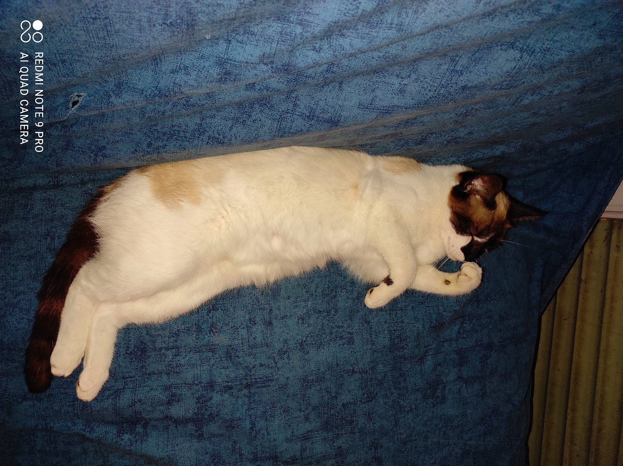 Princesse a rejoint le concours — aidez-le/la à gagner de superbes lots ! balinese, canidae, carnivore, cat, claw, comfort, companion_dog, dog_breed, domestic_short_haired_cat, fawn, felidae, fur, hardwood, nap, paw, small_to_medium_sized_cats, sporting_group, tail, whiskers, wood