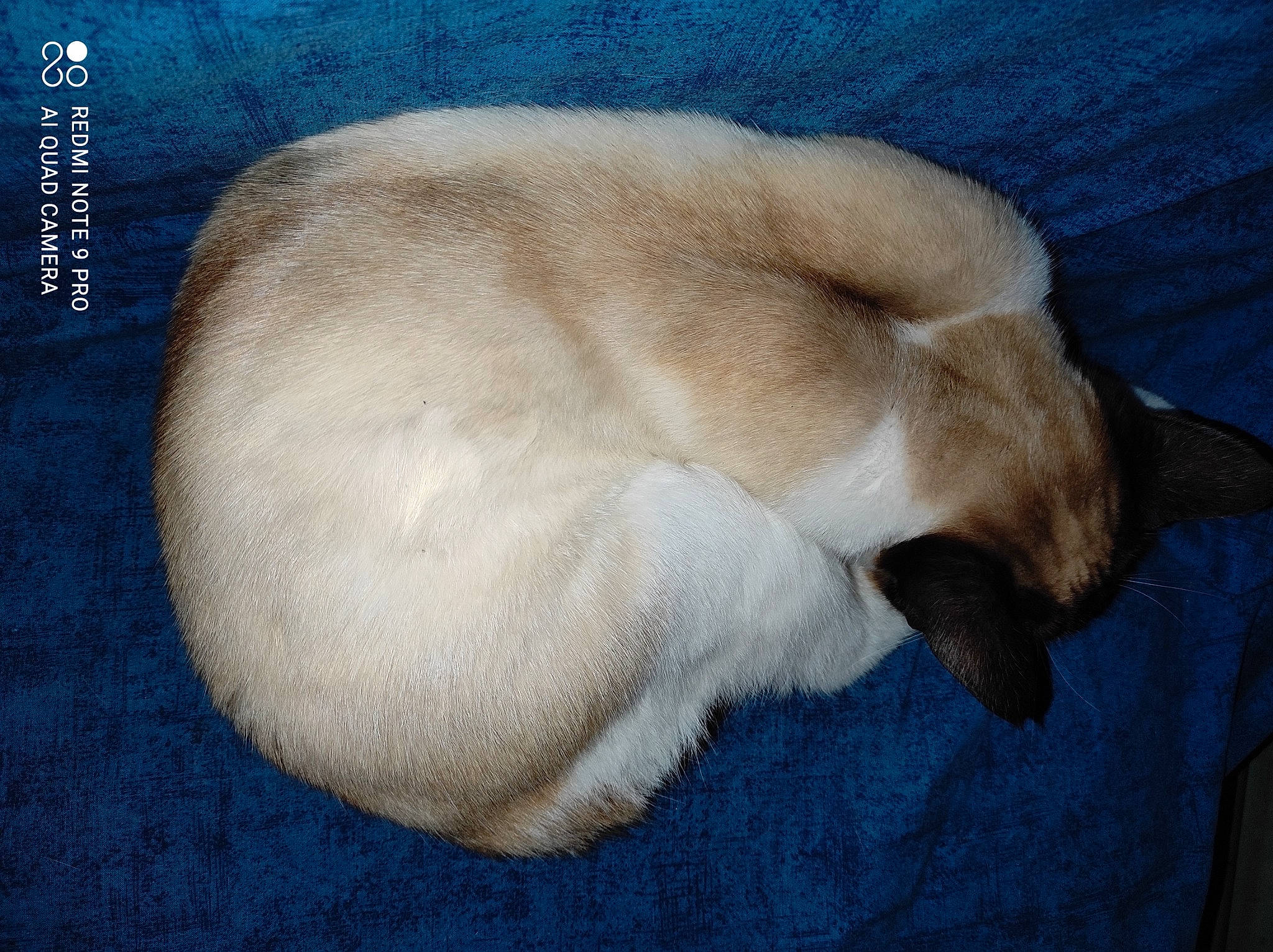 Princesse a rejoint le concours — aidez-le/la à gagner de superbes lots ! canidae, carnivore, claw, comfort, companion_dog, dog, dog_breed, electric_blue, fawn, felidae, fur, linens, nap, paw, sleep, snout, sporting_group, tail, terrestrial_animal, whiskers