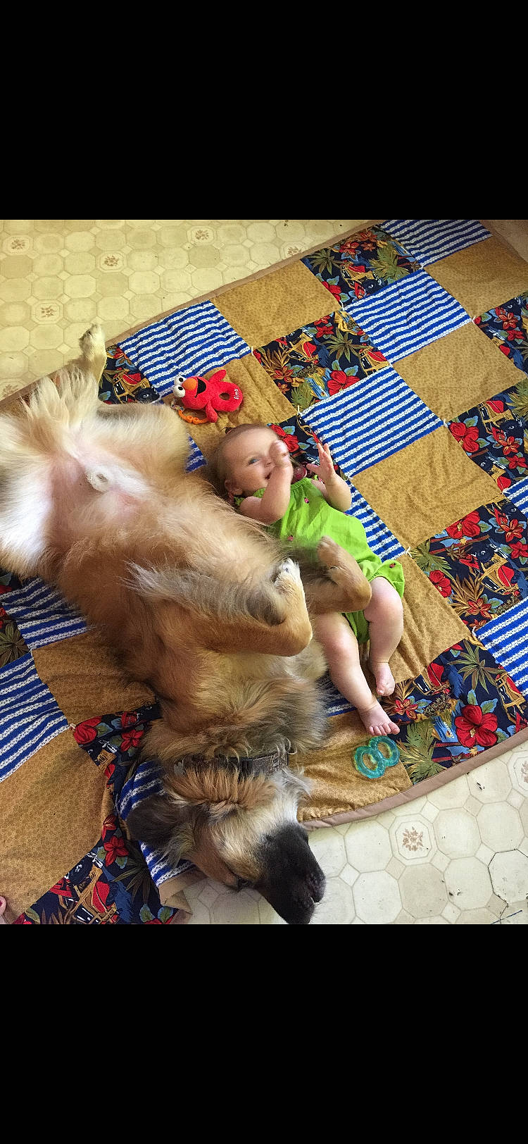 Bow is registered to the contest to win money with this photo: art, carnivore, carpet, child, companion_dog, craft, dog_breed, felidae, flooring, fun, fur, holiday, linens, pattern, play, stuffed_toy, toddler, toy, toy_dog, woven_fabric