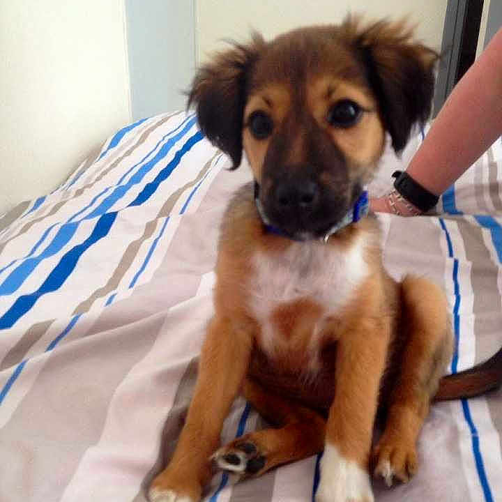 Rott