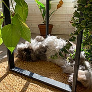 Maiko a rejoint le concours — aidez-le/la à gagner de superbes lots ! bright, cat, cozy, floor, fluffy, fur, furniture, greenery, home, indoor, nature, pet, plant, relaxing, resting, shadow, sunlight, table, window, woven_mat