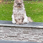 Maiko participe au concours pour gagner de l'argent avec cette photo : cat, fluffy_cat, grey_cat, sitting, stone_ledge, garden, grass, greenery, flowers, outdoor, pet, animal, fur, whiskers, face, eyes, nature, calm, majestic, portrait