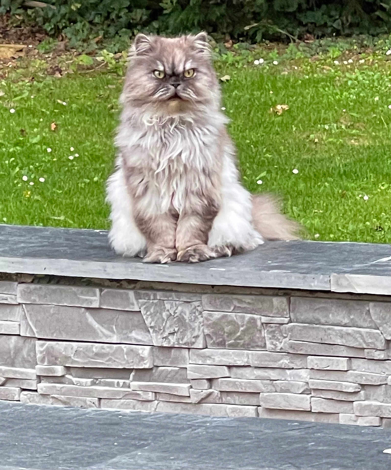 Maiko participe au concours pour gagner de l'argent avec cette photo : cat, fluffy_cat, grey_cat, sitting, stone_ledge, garden, grass, greenery, flowers, outdoor, pet, animal, fur, whiskers, face, eyes, nature, calm, majestic, portrait