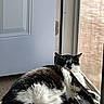 Jerry is registered to the contest to win money with this photo: cat, black_and_white, indoor, sunlight, door, glass, relaxing, feline, pet, carpet, resting, lazy, animal, cozy, window, fur, domestic, mammal, whiskers, paw